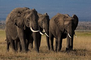 Amboseli Serena Safari Lodge