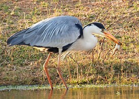 Nibela Lake Lodge by Dream Resorts