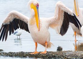 Nibela Lake Lodge by Dream Resorts