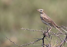 Nibela Lake Lodge by Dream Resorts