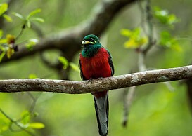 Nibela Lake Lodge by Dream Resorts