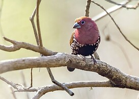 Nibela Lake Lodge by Dream Resorts