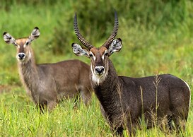 Nibela Lake Lodge by Dream Resorts