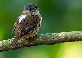 Nibela Lake Lodge by Dream Resorts