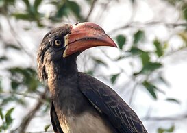 Nibela Lake Lodge by Dream Resorts