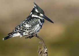 Nibela Lake Lodge by Dream Resorts