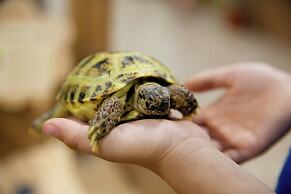 Gaylord Texan Resort & Convention Center