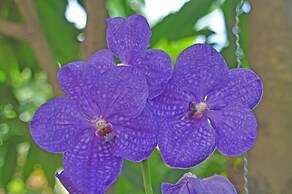 Somadevi Angkor Premium