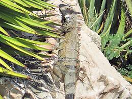 Aruba Cunucu Residence