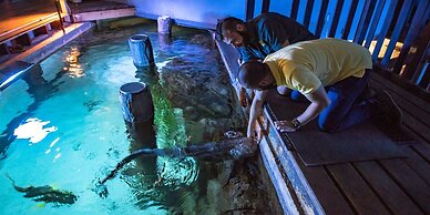 Jamala Wildlife Lodge