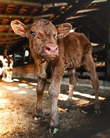 Fazzenda Park Resort