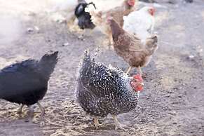 Dornhügel Guestfarm