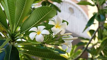 Phuket Racha at Kata Homestay