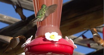 Casa del Gavilan Historic Inn