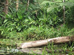 Rainforest Eco Lodge