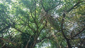 Banyan Tree Yoga