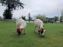 Banyan Tree Huangshan