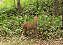 Okunikko Konishi Hotel