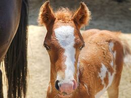 Stagecoach Trails Guest Ranch