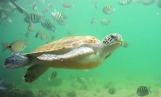 La Dolce Vita pousada e Mergulho