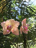 Hotel Tamarindo Village