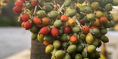 United Resort Yomitan