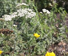 Mountain View Resort