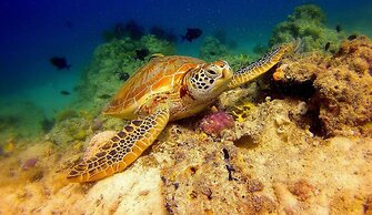 Scuba Tiger Semporna Holiday Resort