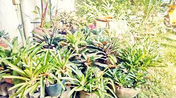 Baan Songjum Homestay