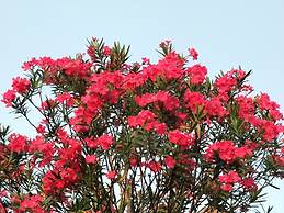 Sandy Serviced Apartment