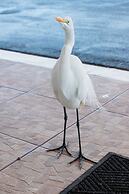 Belleair Beach Resort Motel