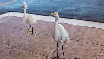 Belleair Beach Resort Motel