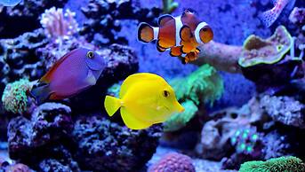 Belleair Beach Resort Motel