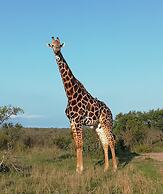 Rhino Ridge Safari Lodge