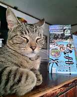 Costa Rica Backpackers - Hostel