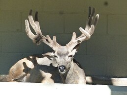 Ruidoso River Resort