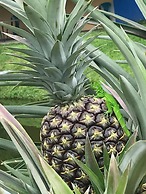 Hotel Colores del Arenal