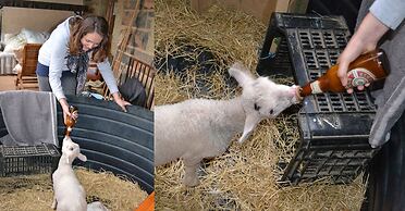 Antbear Drakensberg Lodge