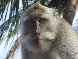 Wenara Bali Bungalow