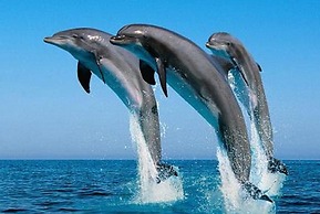 Rok Plaza - Only Adults