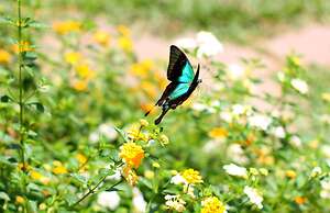 BeingSattvaa Luxury Ubud