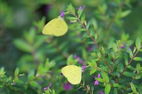 BeingSattvaa Luxury Ubud