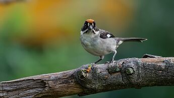 Hacienda Jimenita Wildlife Reserve