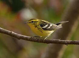 Hacienda Jimenita Wildlife Reserve