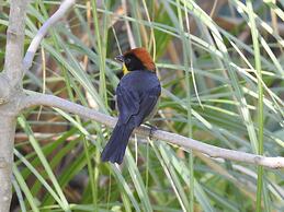 Hacienda Jimenita Wildlife Reserve