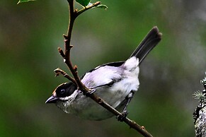 Hacienda Jimenita Wildlife Reserve