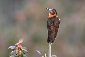 Hacienda Jimenita Wildlife Reserve