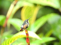 Hacienda Jimenita Wildlife Reserve