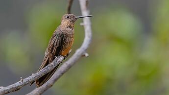 Hacienda Jimenita Wildlife Reserve