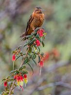 Hacienda Jimenita Wildlife Reserve